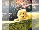 Goldendoodle PUPPY FOR SALE ADN-780162 - Jack And Sally Golden Doodles