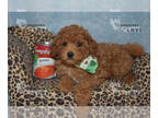 Poodle (Toy) PUPPY FOR SALE ADN-780163 - AKC FULL REGISTRATION REED