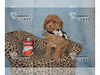Poodle (Toy) PUPPY FOR SALE ADN-780164 - HOLD AKC FULL REGISTRATION ELMO