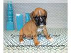 Boxer PUPPY FOR SALE ADN-780175 - Adorable AKC registered Boxer puppies
