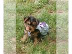 Yorkshire Terrier PUPPY FOR SALE ADN-780181 - Yorkshire terrier pups