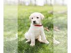 Labrador Retriever PUPPY FOR SALE ADN-780187 - whiteyellow Labrador puppies