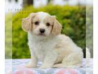 Cavachon PUPPY FOR SALE ADN-780204 - f1 Cavachon