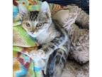 Adopt Rose - Chino Hills Location a Domestic Short Hair, Selkirk Rex
