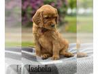 Golden Irish PUPPY FOR SALE ADN-780210 - Golden Irish puppies