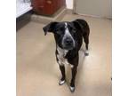 Adopt Midnight a Labrador Retriever, Pointer