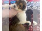 Chorkiepoo DOG FOR ADOPTION ADN-779950 - Cute little puppy