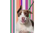 Adopt MIRACLE a Bull Terrier, Mixed Breed