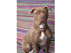 Adopt ROSE a American Staffordshire Terrier, Mixed Breed