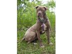 Adopt ROSE a American Staffordshire Terrier, Mixed Breed
