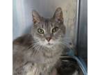 Adopt Mugsy a Domestic Short Hair