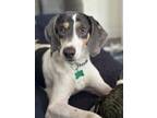 Adopt Marigold a Hound