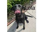 Adopt Lola a Labrador Retriever