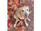 Adopt Khaleesa a Labrador Retriever