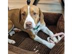 Adopt Red a Beagle, Pit Bull Terrier