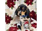 Adopt Mouse a Bluetick Coonhound
