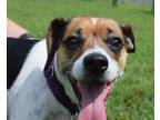 Adopt Bella a Beagle, Jack Russell Terrier