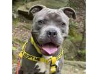 Adopt Carmela a Pit Bull Terrier