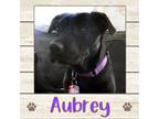 Adopt Aubrey a Labrador Retriever