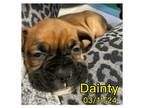 Adopt Dainty a Boxer