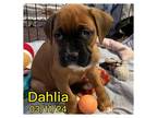 Adopt Dahlia a Boxer