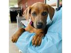 Adopt Giselda a American Staffordshire Terrier