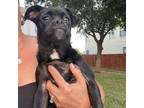 Adopt Maggie a Pug, Mixed Breed