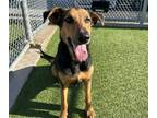 Adopt YANG a German Shepherd Dog, Mixed Breed