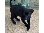 Adopt Bella 23D-0236 a Terrier