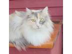 Adopt Skittles - Care for Life a Domestic Long Hair