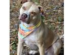 Adopt LUNA a American Staffordshire Terrier