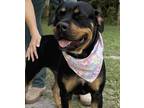 Adopt CHARLOTTE a Rottweiler