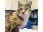 Adopt Mulberry (24-3821) a Domestic Short Hair