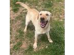 Adopt Sunny a Labrador Retriever