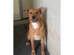 Adopt Hattie a Mixed Breed
