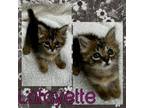 Adopt Lafayette a Domestic Long Hair