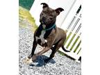 Adopt Dottie a Mixed Breed