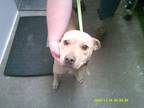Adopt Sissy a Mixed Breed