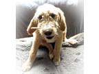 Adopt Nelle a Labradoodle