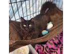 Adopt Stellar a Domestic Long Hair