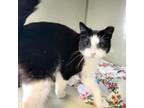 Adopt Izzy a Domestic Short Hair
