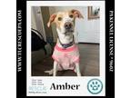 Adopt Amber (Mom to Amber's Fire Pups) 021024 a Labrador Retriever, Hound