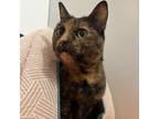 Adopt Penny a Domestic Short Hair