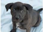 Adopt Lexy Lou a Border Collie, Australian Cattle Dog / Blue Heeler