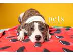 Adopt Moo Cow a Mixed Breed, Pit Bull Terrier