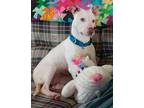 Adopt Hermione 2024 a Pit Bull Terrier, American Staffordshire Terrier