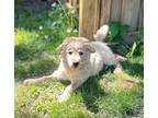 Adopt Bailey a Australian Shepherd, Mixed Breed