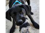 Adopt Lemondrop a Black Labrador Retriever
