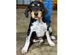 Adopt Kaylie a Hound