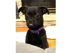 Adopt Arie a Pug, Mixed Breed